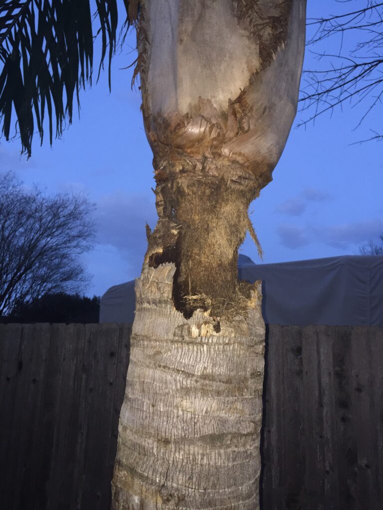 how to repair a damaged palm tree trunk