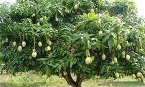how to protect mango tree from frost