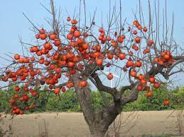 how to identify a wild persimmon tree