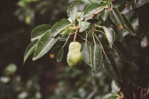 what causes black spots on pear tree leaves