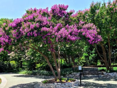 how to take care of a crape myrtle tree
