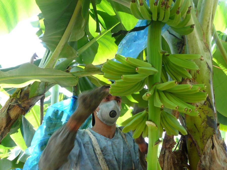 how to trim banana tree