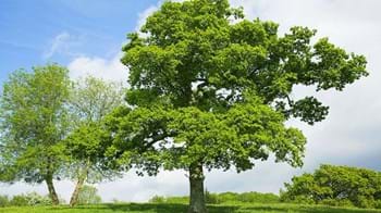 what is a broadleaf tree