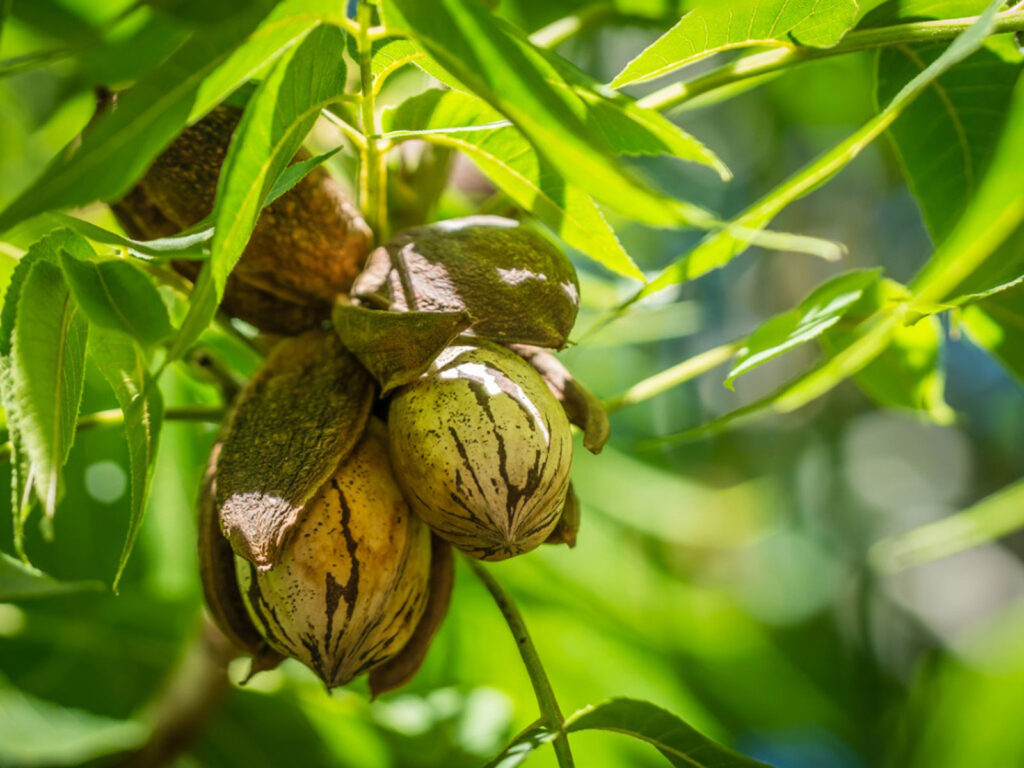 How To Grow A Pecan Tree From A Cutting