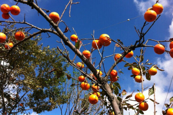 how to ripen persimmons off the tree