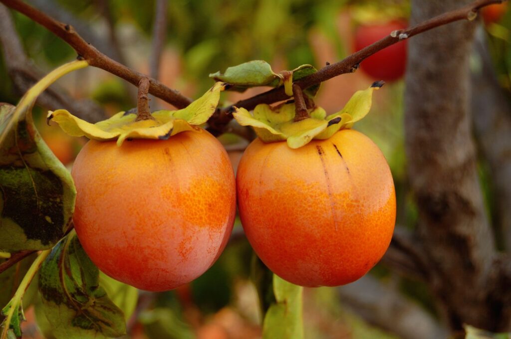 how to identify a wild persimmon tree