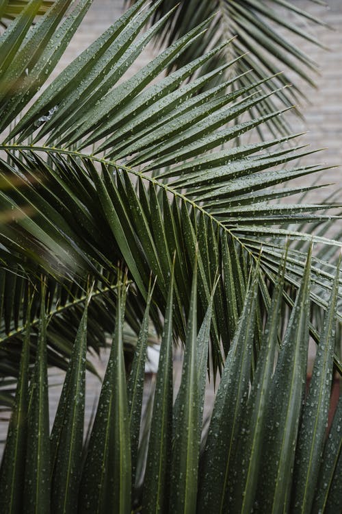 help-indoor-palm-leaves-turning-brown-and-spotted-r-plantclinic