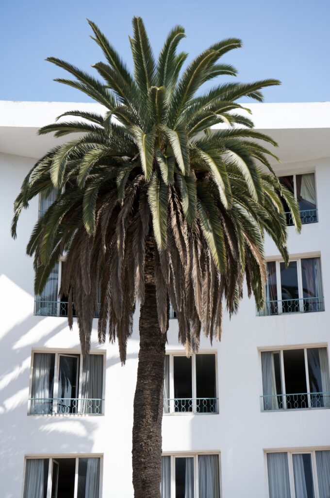 how to stop a palm tree from growing taller